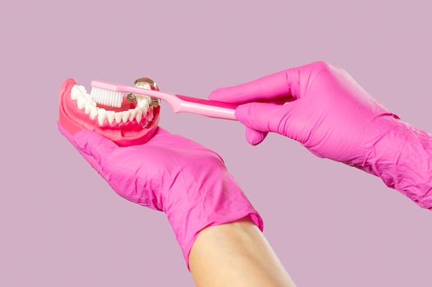 Dentist with toothbrush and layout of the human jaw