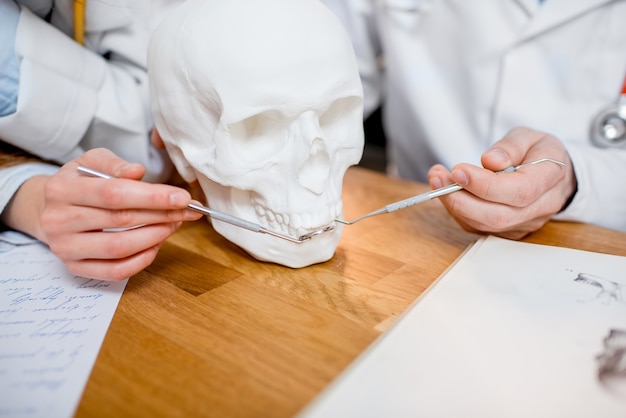 Dentists studying the structure of the skull on the desk