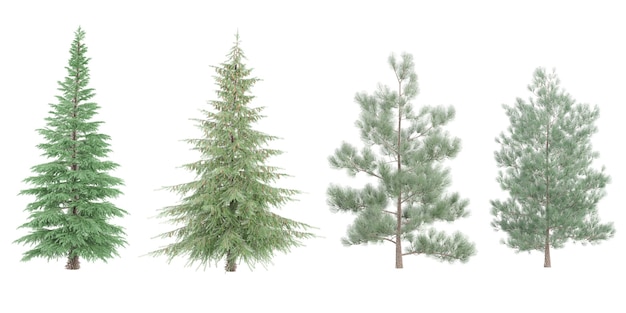 Photo deodar cedar spruce pinus sylvestris trees with transparent background 3d rendering