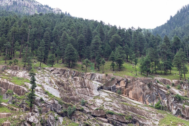 Deodar forest in the mountains of kumrat valley