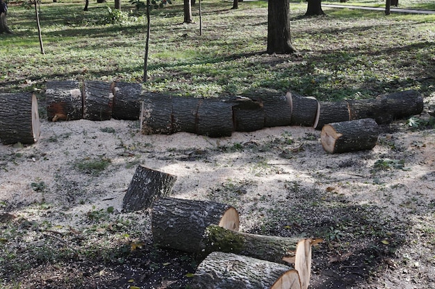 Depicted is a tree sawn into logs for firewood