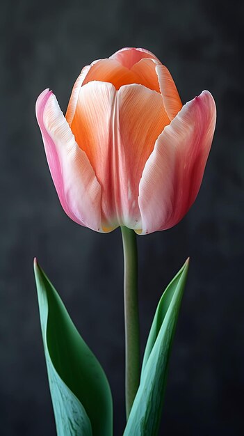 Photo depiction of striking tulip flower vector style vivid color contrasting beautifully blank canvas of