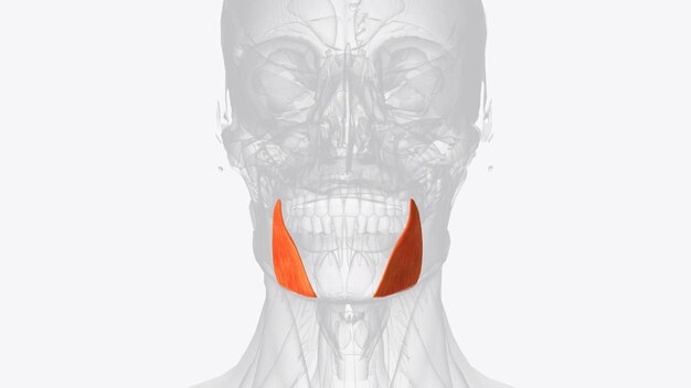 The depressor anguli oris muscle triangularis muscle is a facial muscle