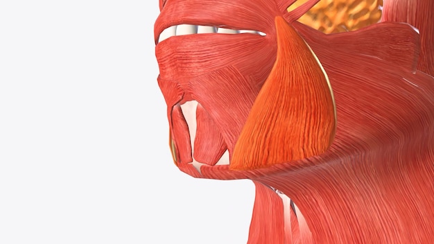 Photo the depressor anguli oris muscle triangularis muscle is a facial muscle