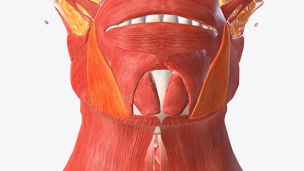 The depressor anguli oris muscle triangularis muscle is a facial muscle