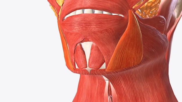 Photo the depressor anguli oris muscle triangularis muscle is a facial muscle