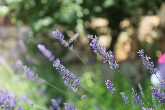 depth of field lavender flower in the garden