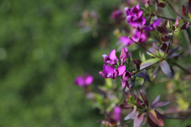 depth of field lavender rose flower field earthy colors light of the summer season