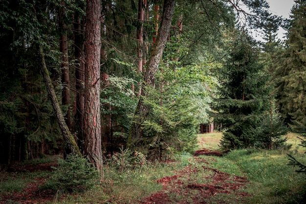 Der Wald als Lebensraum im Bayerischen Wald