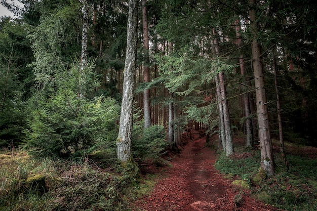 Photo der wald als lebensraum im bayerischen wald