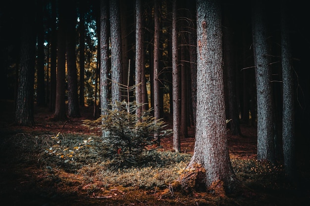 Photo der wald als lebensraum im bayerischen wald