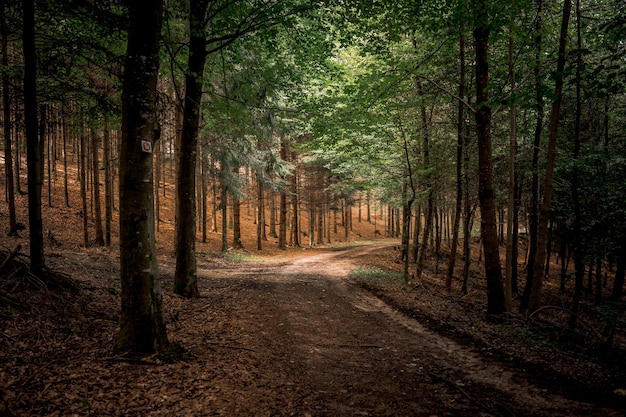 Der Wald als Lebensraum im Bayerischen Wald