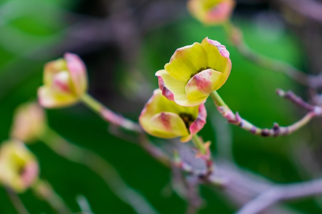 Deren tree blooming close up