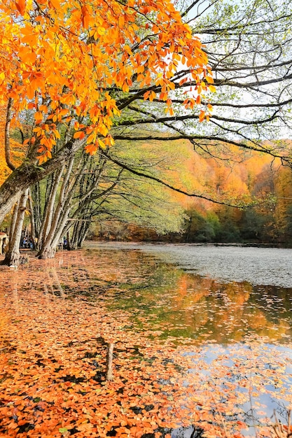 Derin Lake in Yedigoller National Park Turkije