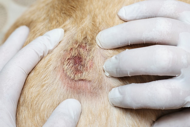 Photo dermatological problems of the skin in soyak. open wound in the animal.