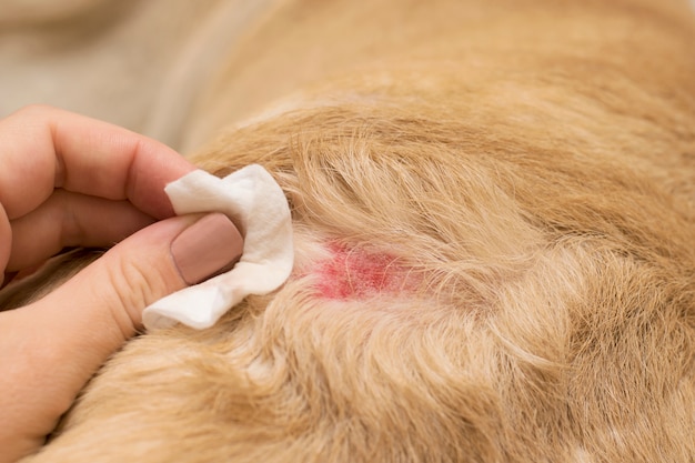 Dermatologische allergie bij honden.