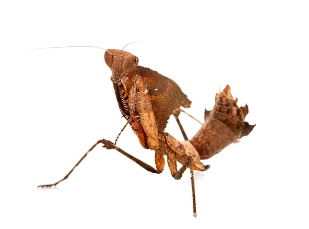 Deroplatys desiccata in studio