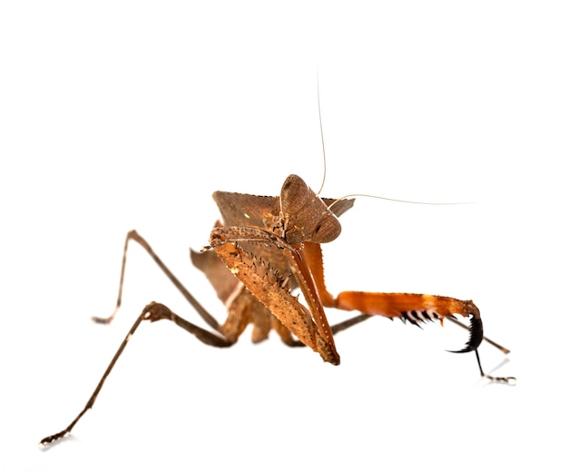 Deroplatys desiccata in studio