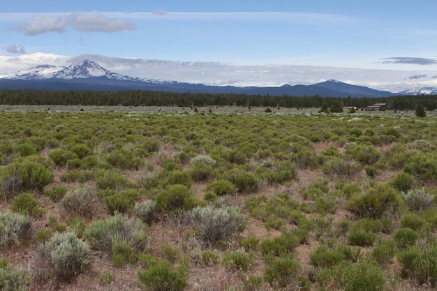 Deschutes-wildernis