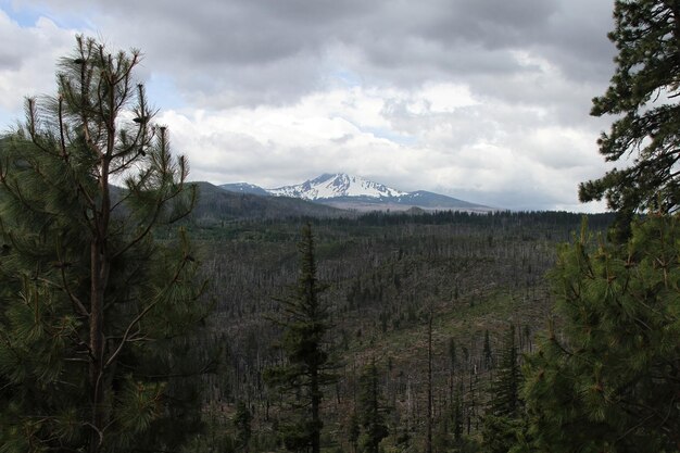 Deschutes-wildernis