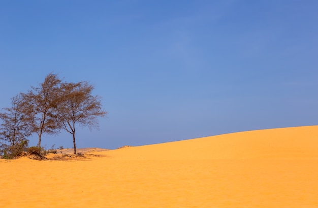 ベトナムのmui neの砂漠と縞は、アジアの人々が楽しむことができる夏のツアーです