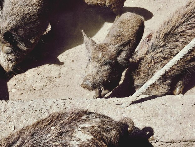 Foto cinghiale del deserto