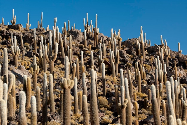 Desert cactus at incahuasi island, at the centre of the salt\
desert of salar de uyuni, bolivia