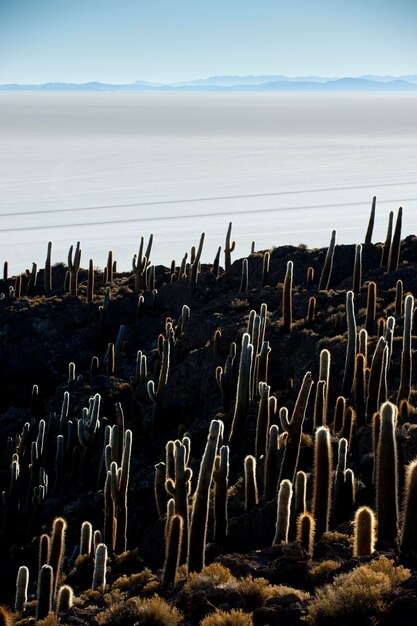 Desert cactus, incahuasi island, uyuni salt flats, potosi,\
bolivia, south america