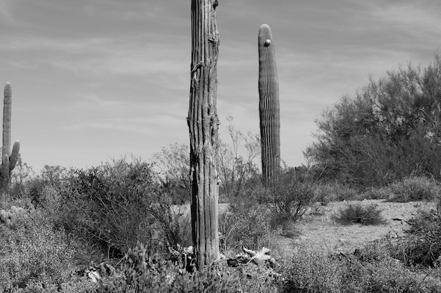 Foto cactus del deserto