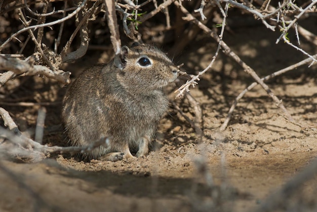 砂漠のキャビ半島 バルデス パタゴニア アルゼンチン