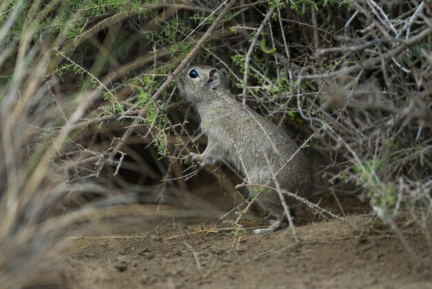 Desert cavi , Peninsula Valdes, Patagonia Argentina