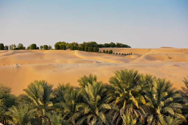 Desert dunes in Liwa oasis, Abu Dhabi, United Arab Emirates