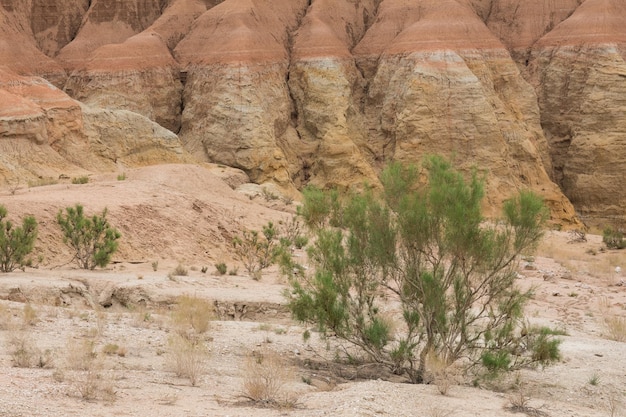 desert green tree saxaul