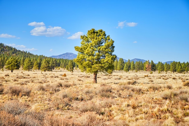 1 つの孤独な緑の松の木に焦点を当てたアリゾナの春の砂漠の風景