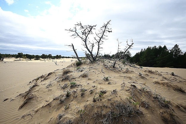 desert landscape / sand desert, no people, dune landscape