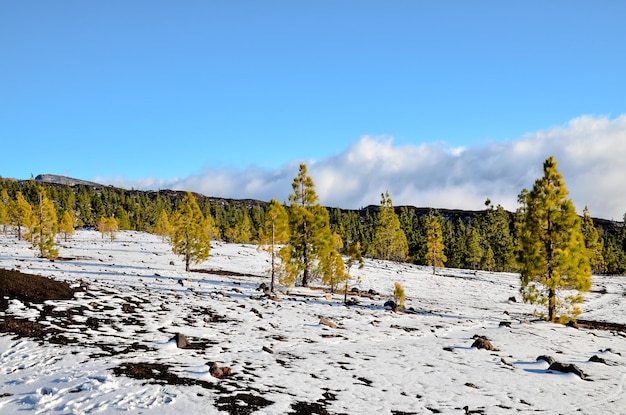Desert Landscape in Volcan Teide National Park
