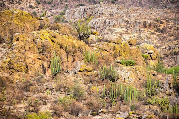 写真 ビクトリア グアナフアト メキシコのサボテンと砂漠の風景