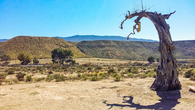 desert landscape with wooden cabin and dry tree