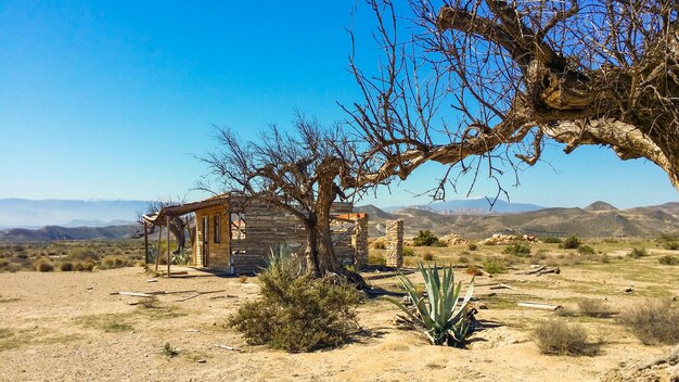 desert landscape with wooden cabin and dry tree