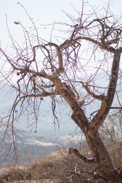 Photo desert landscape