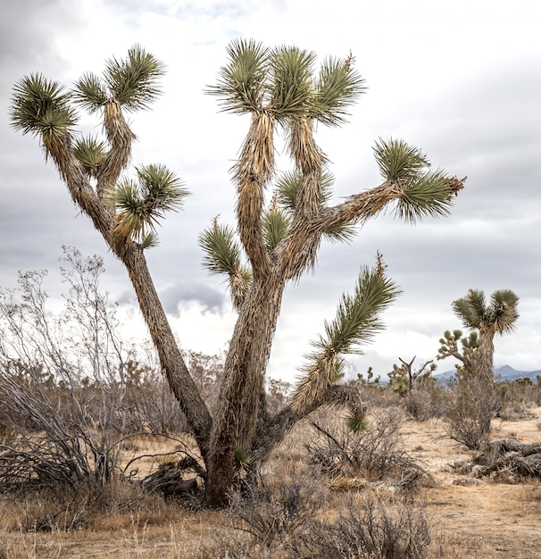 Photo desert landscape