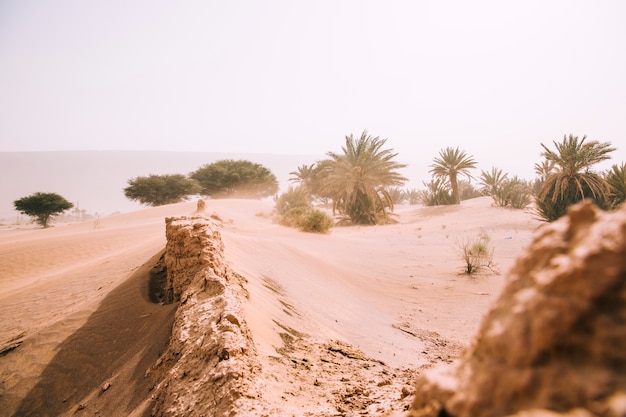 desert landscape