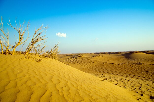 Desert landscape