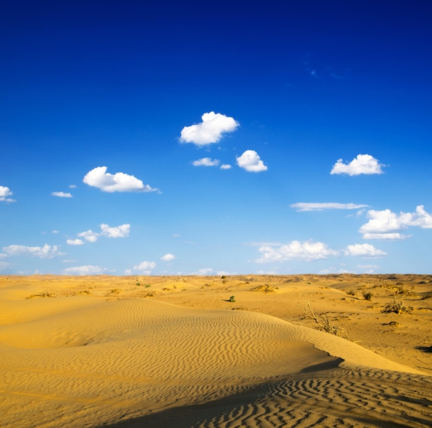 Desert landscape