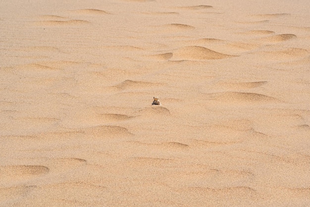 Photo desert lizard toadhead agama peeks out from behind a dune among the sand