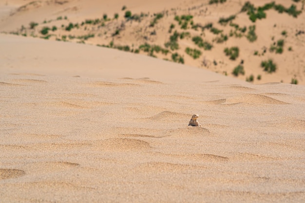 Пустынная ящерица жабоголовая агама на вершине песчаной дюны Сарыкум на фоне зеленой равнины