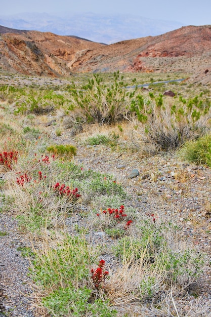 Desert plains and mountains with red flower plants around