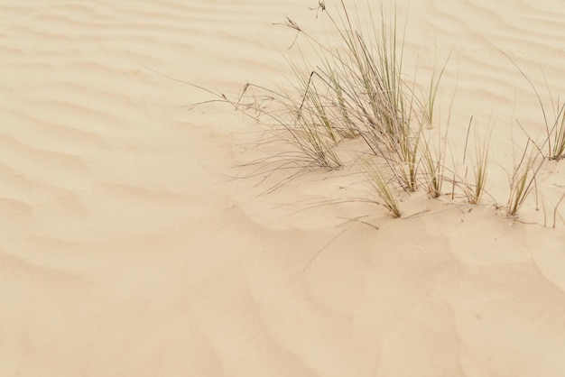Desert plants Grass growing in wild sandy desert