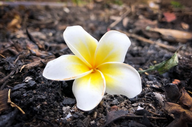 Desert Rose-bloem op de vloer