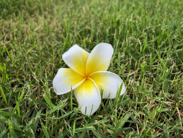 Desert Rose-bloem op de vloer